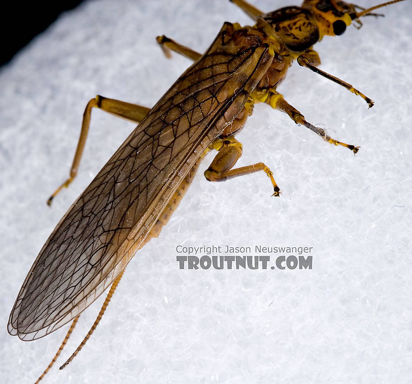 Female Acroneuria lycorias (Golden Stone) Stonefly Adult from Aquarium (collected somewhere in Catskills) in New York