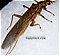 Female Acroneuria lycorias (Golden Stone) Stonefly Adult