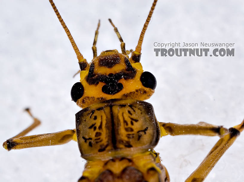 Female Acroneuria lycorias (Golden Stone) Stonefly Adult from Aquarium (collected somewhere in Catskills) in New York