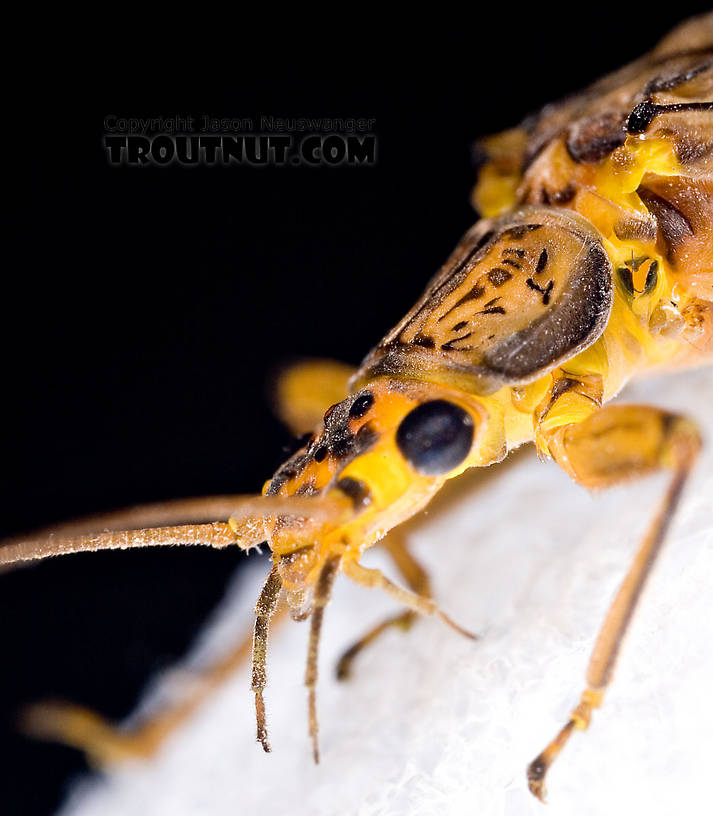 Female Acroneuria lycorias (Golden Stone) Stonefly Adult from Aquarium (collected somewhere in Catskills) in New York