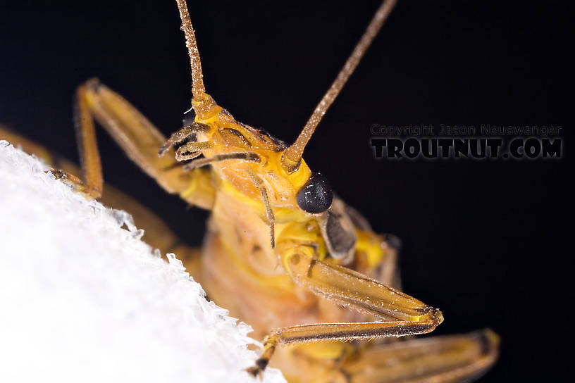 Female Acroneuria lycorias (Golden Stone) Stonefly Adult from Aquarium (collected somewhere in Catskills) in New York