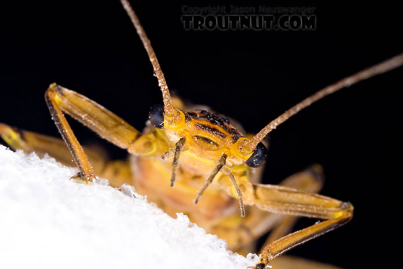 Female Acroneuria lycorias (Golden Stone) Stonefly Adult from Aquarium (collected somewhere in Catskills) in New York