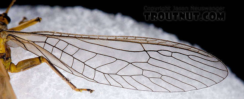 Female Acroneuria lycorias (Golden Stone) Stonefly Adult from Aquarium (collected somewhere in Catskills) in New York