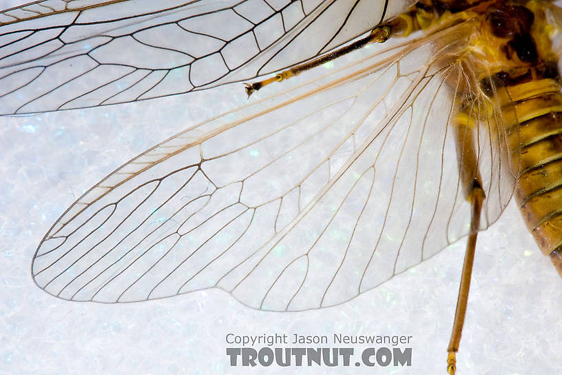 Female Acroneuria lycorias (Golden Stone) Stonefly Adult from Aquarium (collected somewhere in Catskills) in New York