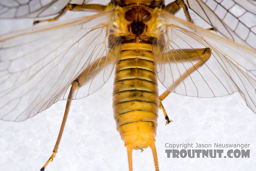 Female Acroneuria lycorias (Golden Stone) Stonefly Adult from Aquarium (collected somewhere in Catskills) in New York