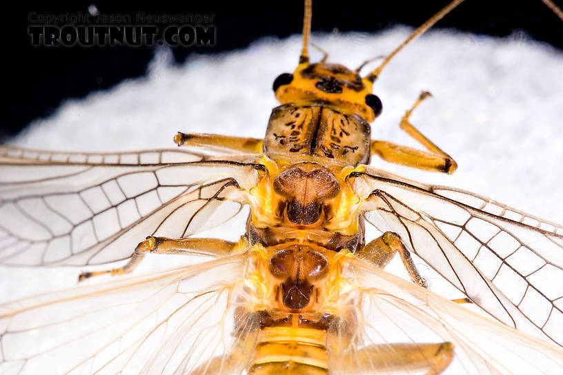 Female Acroneuria lycorias (Golden Stone) Stonefly Adult from Aquarium (collected somewhere in Catskills) in New York