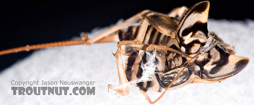 Here's one of a couple shots of the empty nymphal shuck from which this stonefly emerged.  Female Acroneuria lycorias (Golden Stone) Stonefly Adult from Aquarium (collected somewhere in Catskills) in New York