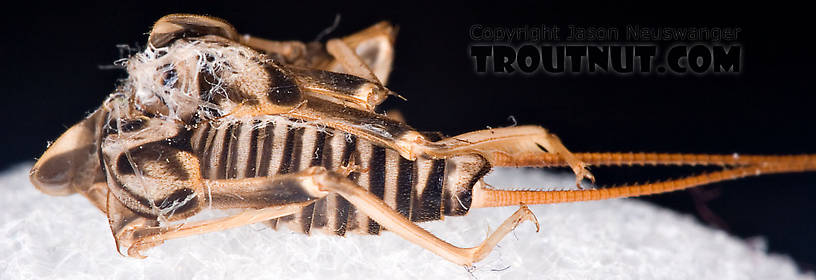 Female Acroneuria lycorias (Golden Stone) Stonefly Adult from Aquarium (collected somewhere in Catskills) in New York