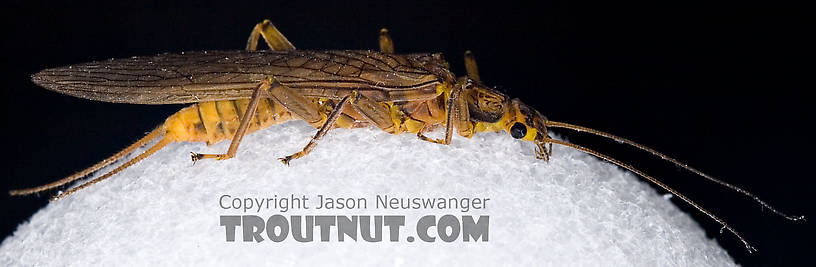 Female Acroneuria lycorias (Golden Stone) Stonefly Adult from Aquarium (collected somewhere in Catskills) in New York