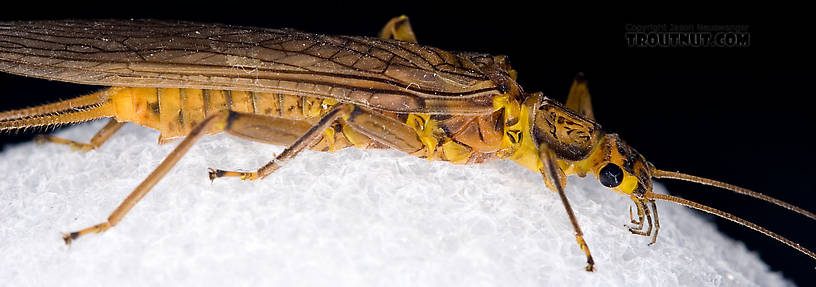 Female Acroneuria lycorias (Golden Stone) Stonefly Adult from Aquarium (collected somewhere in Catskills) in New York