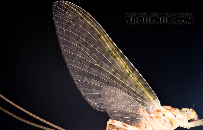 Female Maccaffertium ithaca (Light Cahill) Mayfly Dun from the Little Juniata River in Pennsylvania