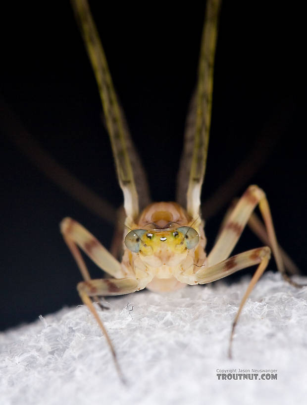 Female Maccaffertium ithaca (Light Cahill) Mayfly Dun from the Little Juniata River in Pennsylvania