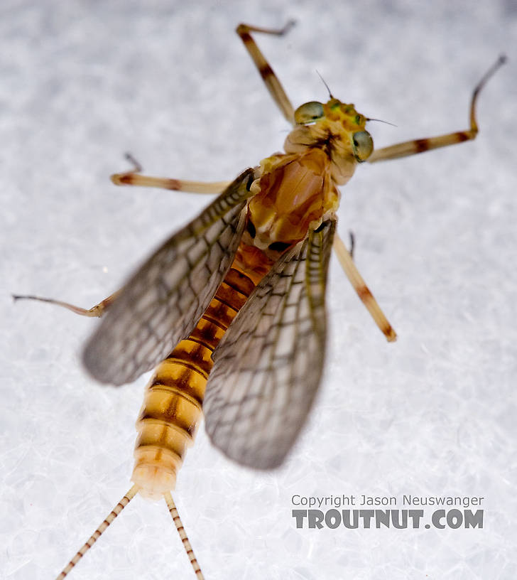 Female Maccaffertium ithaca (Light Cahill) Mayfly Dun from the Little Juniata River in Pennsylvania