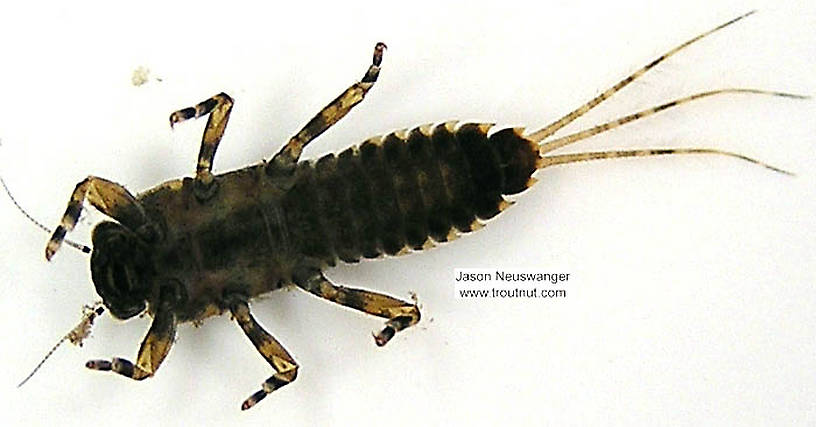 Ephemerella subvaria (Hendrickson) Mayfly Nymph from unknown in Wisconsin