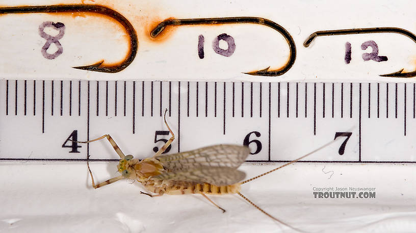 Female Maccaffertium ithaca (Light Cahill) Mayfly Dun from the Little Juniata River in Pennsylvania