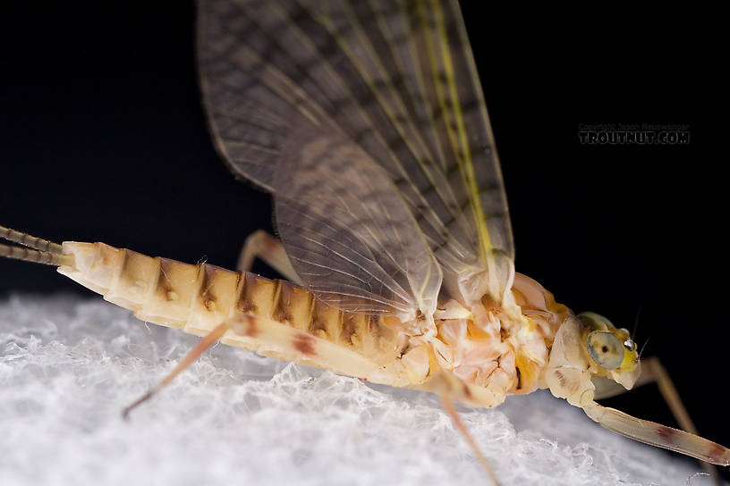 Female Maccaffertium ithaca (Light Cahill) Mayfly Dun from the Little Juniata River in Pennsylvania