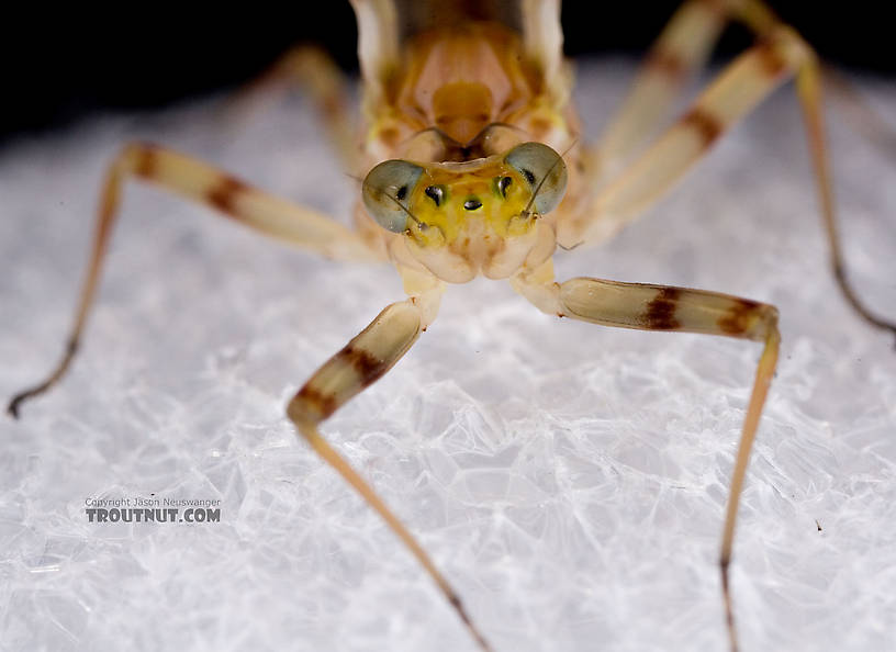 Female Maccaffertium ithaca (Light Cahill) Mayfly Dun from the Little Juniata River in Pennsylvania