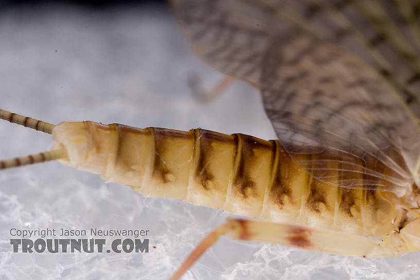 Female Maccaffertium ithaca (Light Cahill) Mayfly Dun from the Little Juniata River in Pennsylvania