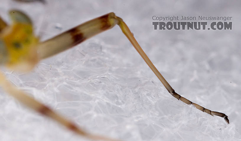 Female Maccaffertium ithaca (Light Cahill) Mayfly Dun from the Little Juniata River in Pennsylvania