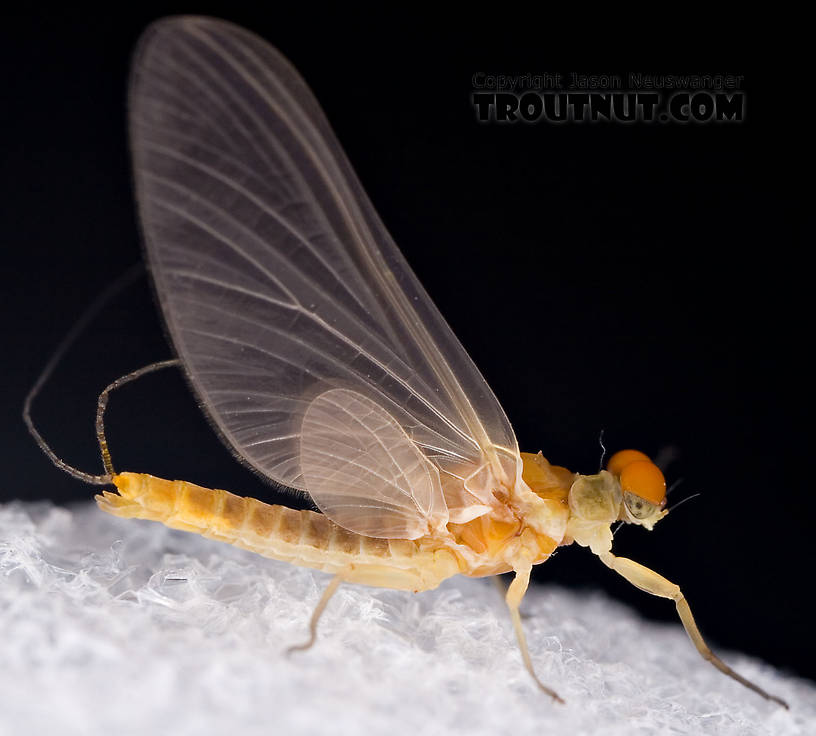 Male Ephemerella invaria (Sulphur Dun) Mayfly Dun from the Little Juniata River in Pennsylvania