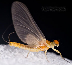 Male Ephemerella invaria (Sulphur Dun) Mayfly Dun