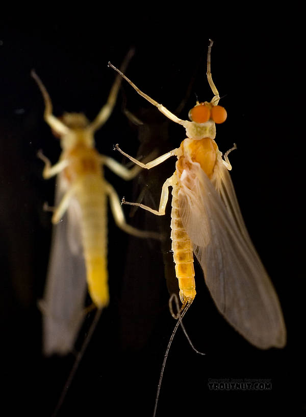 Male Ephemerella invaria (Sulphur Dun) Mayfly Dun from the Little Juniata River in Pennsylvania