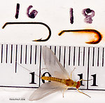 Male Ephemerella invaria (Sulphur Dun) Mayfly Dun from the Little Juniata River in Pennsylvania