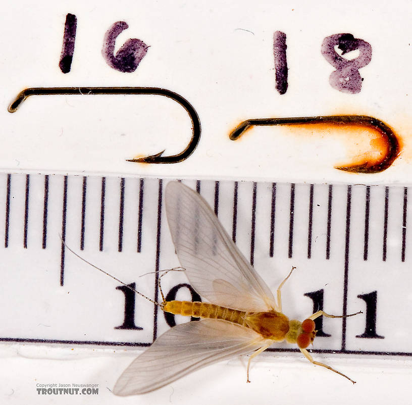 Male Ephemerella invaria (Sulphur Dun) Mayfly Dun from the Little Juniata River in Pennsylvania