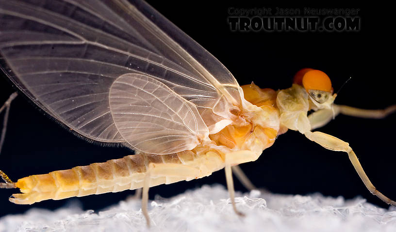 Male Ephemerella invaria (Sulphur Dun) Mayfly Dun from the Little Juniata River in Pennsylvania