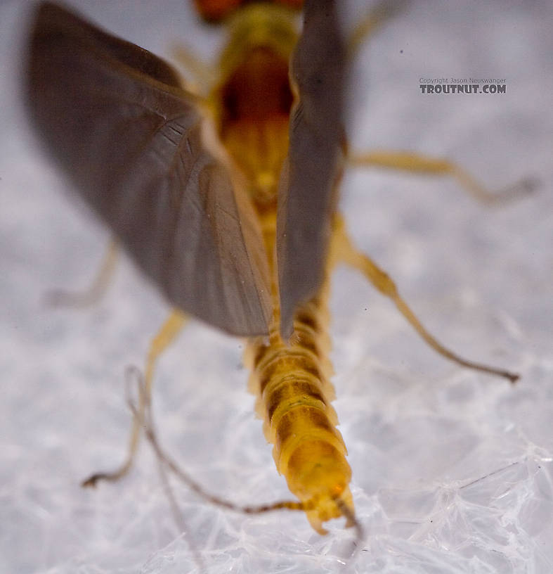 Male Ephemerella invaria (Sulphur Dun) Mayfly Dun from the Little Juniata River in Pennsylvania