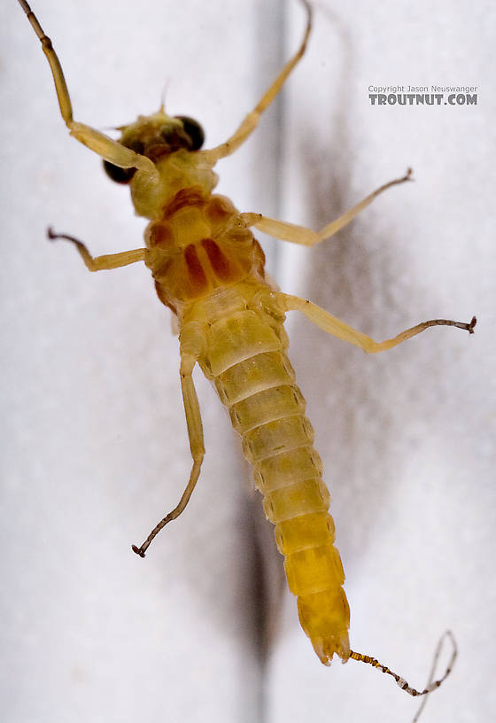 Male Ephemerella invaria (Sulphur Dun) Mayfly Dun from the Little Juniata River in Pennsylvania