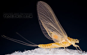 Female Ephemerella invaria (Sulphur Dun) Mayfly Dun