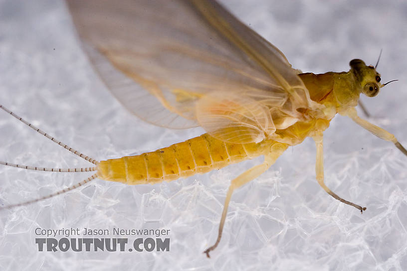 Female Ephemerella invaria (Sulphur Dun) Mayfly Dun from the Little Juniata River in Pennsylvania