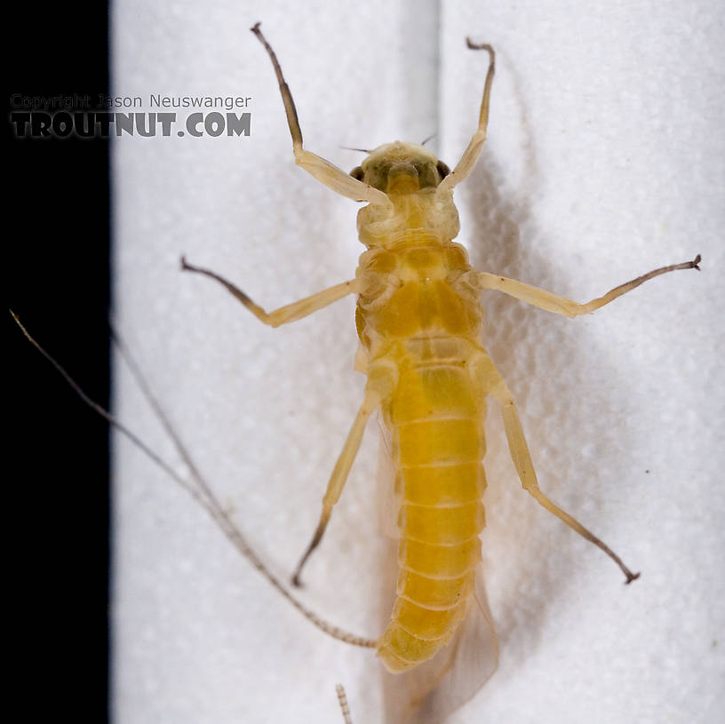 Female Ephemerella invaria (Sulphur Dun) Mayfly Dun from the Little Juniata River in Pennsylvania