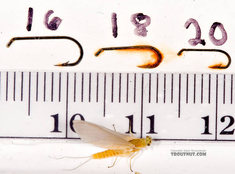 Female Ephemerella invaria (Sulphur Dun) Mayfly Dun from the Little Juniata River in Pennsylvania