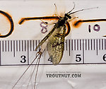 Male Ephemera guttulata (Green Drake) Mayfly Spinner from Penn's Creek in Pennsylvania