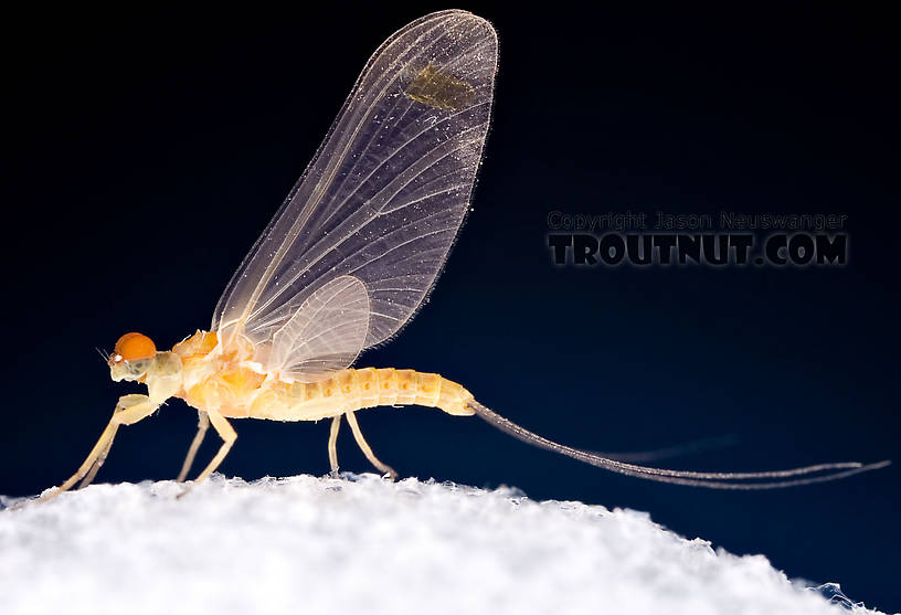 Male Ephemerella invaria (Sulphur Dun) Mayfly Dun from Penn's Creek in Pennsylvania