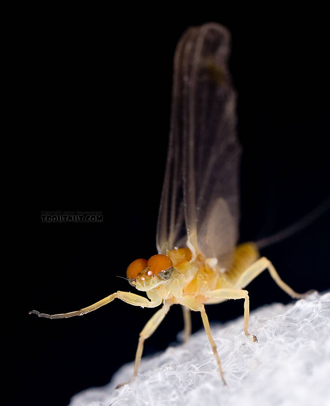 Male Ephemerella invaria (Sulphur Dun) Mayfly Dun from Penn's Creek in Pennsylvania