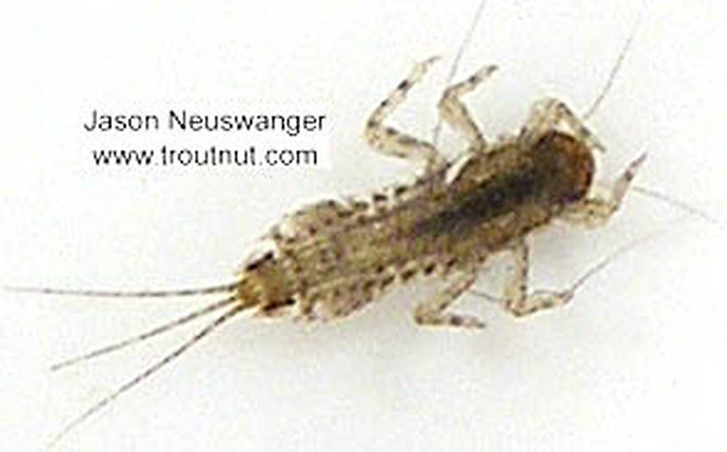 Eurylophella (Chocolate Duns) Mayfly Nymph from unknown in Wisconsin