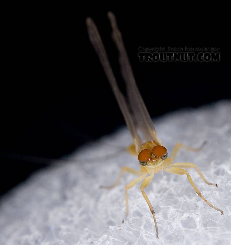 Male Ephemerella invaria (Sulphur Dun) Mayfly Dun from Penn's Creek in Pennsylvania