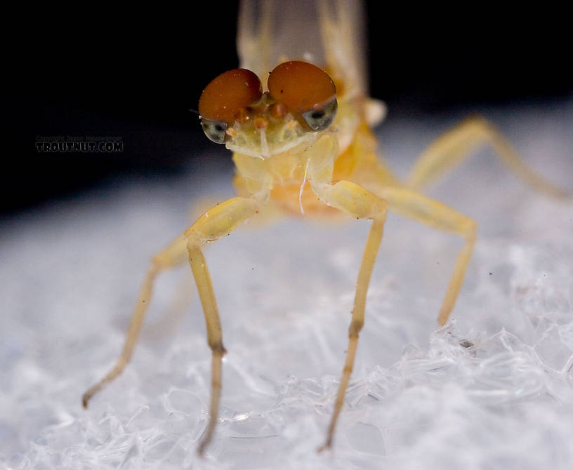 Male Ephemerella invaria (Sulphur Dun) Mayfly Dun from Penn's Creek in Pennsylvania