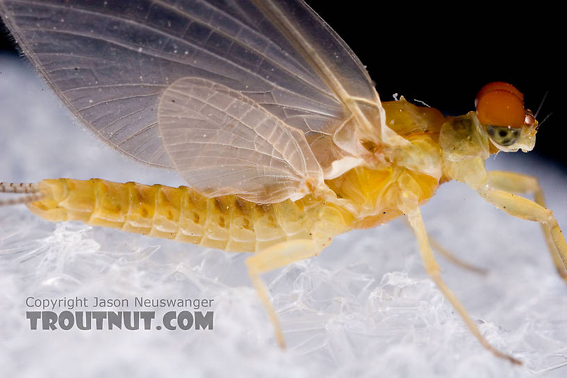 Male Ephemerella invaria (Sulphur Dun) Mayfly Dun from Penn's Creek in Pennsylvania