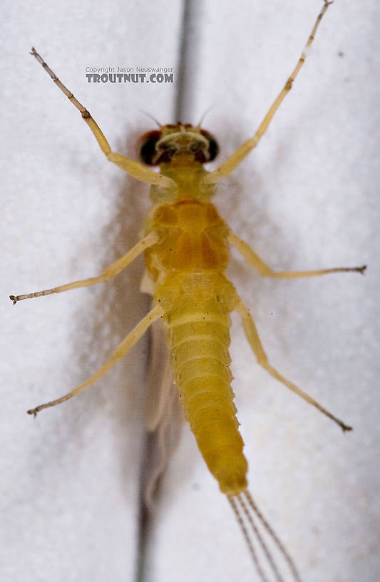 Male Ephemerella invaria (Sulphur Dun) Mayfly Dun from Penn's Creek in Pennsylvania