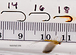 Male Ephemerella invaria (Sulphur Dun) Mayfly Dun from Penn's Creek in Pennsylvania