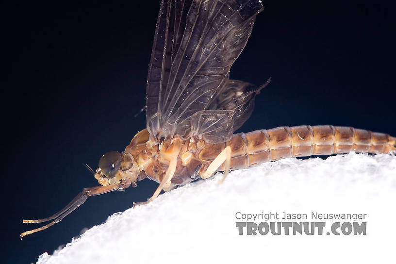 Female Isonychia bicolor (Mahogany Dun) Mayfly Dun from Penn's Creek in Pennsylvania