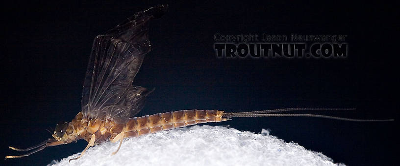 Female Isonychia bicolor (Mahogany Dun) Mayfly Dun from Penn's Creek in Pennsylvania