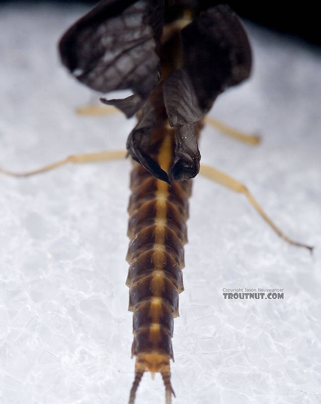 Female Isonychia bicolor (Mahogany Dun) Mayfly Dun from Penn's Creek in Pennsylvania