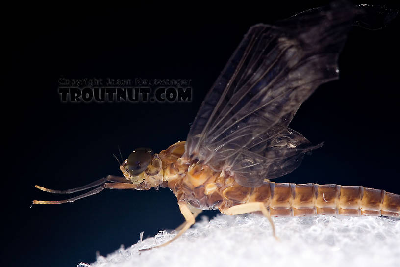 Female Isonychia bicolor (Mahogany Dun) Mayfly Dun from Penn's Creek in Pennsylvania