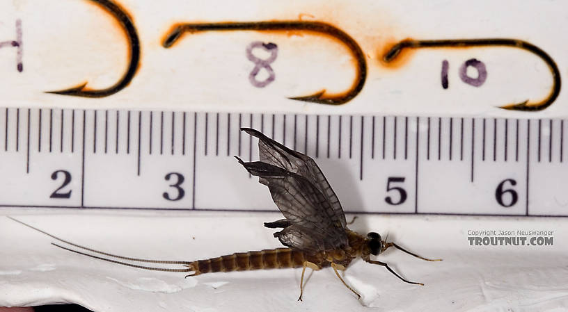 Female Isonychia bicolor (Mahogany Dun) Mayfly Dun from Penn's Creek in Pennsylvania