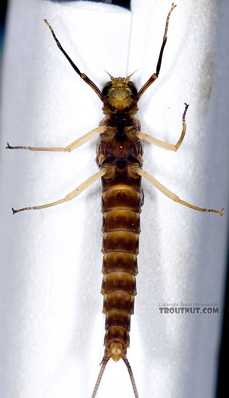 Female Isonychia bicolor (Mahogany Dun) Mayfly Dun from Penn's Creek in Pennsylvania